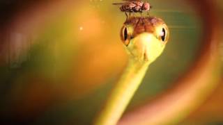 Alex Pan - Mozart Sonata k330 and Rimsky-Korsakov Flight of Bumblebee