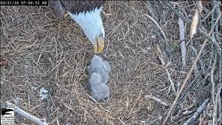 March 31 2026 - Feeding Oldest Chokes on Grass - Baby E14 Able to Grab Some Bites - NCTC Bald Eagles
