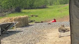 Grumpy's cat: new place, still lazy #homesteading