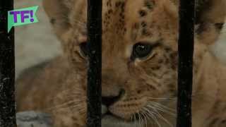 Cute but deadly! Half-lion, half tiger LILIGER the cutest killer cat you’ll see all day