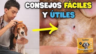 EVITA LAS PULGAS Y GARRAPATAS EN TU PERRO CON ESTOS CONSEJOS 😱❤️