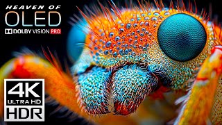 4K ULTRA HD Wild Animals - Dolby Vision HDR Test Your TV