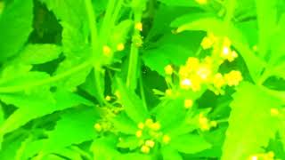 ##आज का## मौसम पहाड़ों का व्यू  🙏🥰उत्तराखंड🥰 my first vlog ###