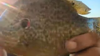 husband vs wife pan fish battle