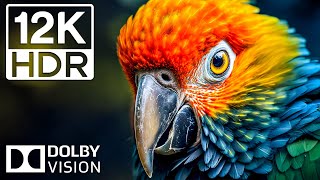 Wonderful The Kingdom of Birds - 12K HDR Dolby Vision 120FPS Ultra HD Cinematic Sound