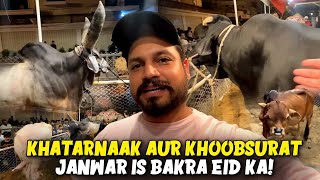 Khatarnaak aur Khoobsurat Janwar is bakra eid ka!