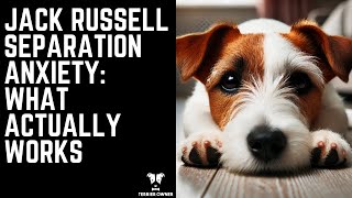 Jack Russell Separation Anxiety: What Actually Works
