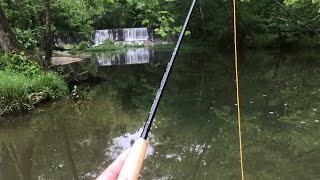 Wading Small Creeks for Multiple Species of Fish!