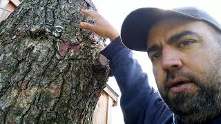 Some random bee call clips and a robbing tip.