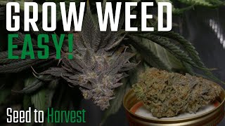 How We Grew GOOD Weed in a 2x2 Tent (Seed to Harvest) Ethos Genetics