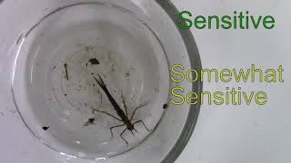 ONSC LIVE - Benthic Macroinvertebrates