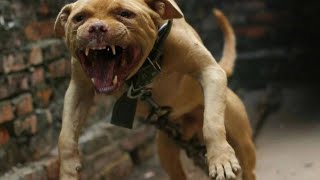 TOP 20 DANGEROUS DOG'S! PT. 1