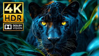 The Best 4K Animal Videos of All Time | Dolby Vision | 4K HDR 120fps