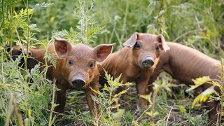 Piglets on pasture for the first time