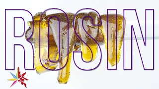 SQUISHED: Purple O.G. Kush Rosin😈🌿