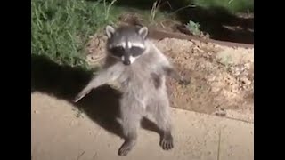 I haven't got a gun, I'm a raccoon - A Translation Compilation