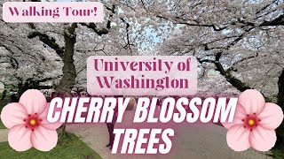 Cherry Blossom Trees at University of Washington | Walking Tour