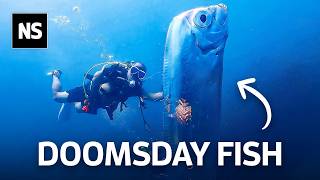 Strangest Deep Sea Creatures Ever Discovered