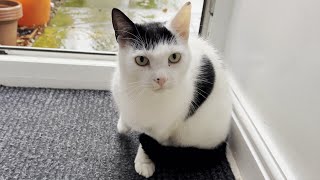 Live With The Neighbours Cat
