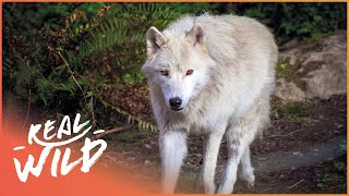 Pack Life At Yellowstone National Park | White Wolf | Real Wild
