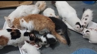 FURBABIES SNACKS TIME