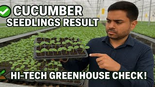 Checking Cucumber Seedling Progress 🚀 | Hi-Tech Greenhouse Results