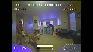 TinyWhoop with new Puppy.