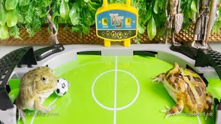Frog soccer game  【WARNING LIVE FEEDING】