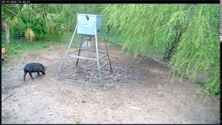 WILDLIFERS FEEDER CAM REFUGIO, TX  5-31-2020
