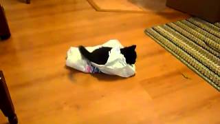 Twitch Playing With A Bag