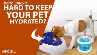 Trixie Automatic water dispensers For Pets | #marshallspetzone