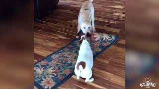 One Minute Smile - Puppy Tug of War!
