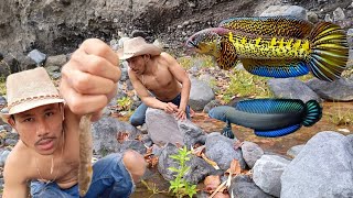 catching snakehead fish on live bait & lures - Snakehead catch clean & Cook
