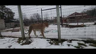 Playing With Anga the Lion NEW Zoo Suamico, WI 12-27-25