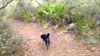 A walk in the woods