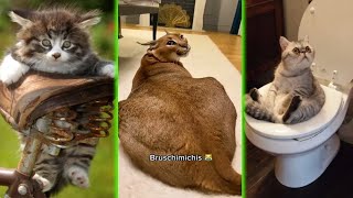 BRUSCHIMICHIS 😹 | 1 Hora De Risa | Nuevos Videos De Gatos Divertidos y Chistosos