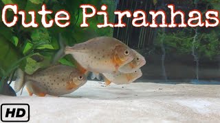 Pack of Juvenile Red Belly Piranhas in Aquarium