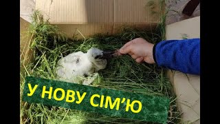 У нову сім'ю!