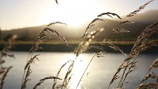 Relaxing Sleep Music + Insomnia - Stress Relief, Relaxing Music, Deep Sleeping Music