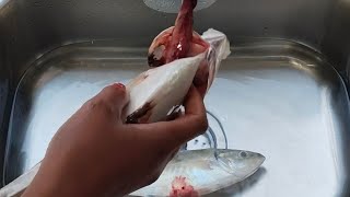 CLEANING THE FISH GUTS LIVE