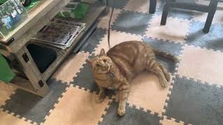 Cats and strings #catplaytime