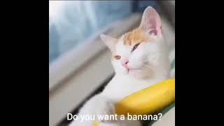 Banana Man