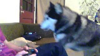 Bandit the Husky likes to play rough