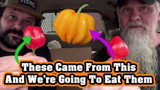 Hot Meets Sweet | Red Habanero & Chocolate Mini Sweet Taste Test