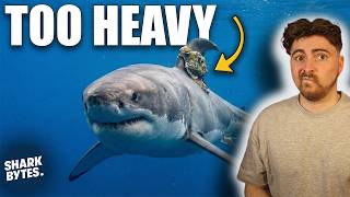 Are Scientists Protecting Sharks, Or Just Torturing Them?