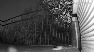 🔴 LIVE: 24/7 Backyard Bird Feeder Cam | Urban Bird Oasis | Real Ambient Sounds