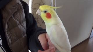 Today's My happy Cockatiel | My bird sings in my sleeve | 袖の中でも歌う オカメインコのカメちゃん