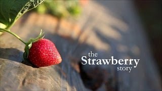 The Strawberry Story  Mapro