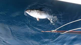 A day with the Tuna, Chunking butter fish and using Live and Dead Squid for Bait.
