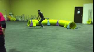 Agility training with tunnel - Ted and Big